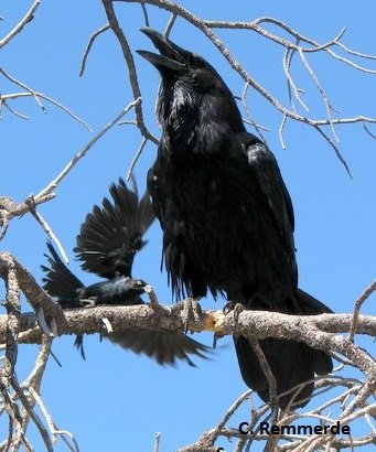 raven in tree